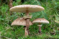 Foraging Parasol Mushrooms: Identifying Macrolepiota & Chlorophyllum Species