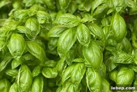 Cooking with Basil: 12 Flavorful Ways to Use Fresh Basil in Meals