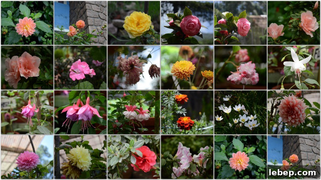 Flower garden collage