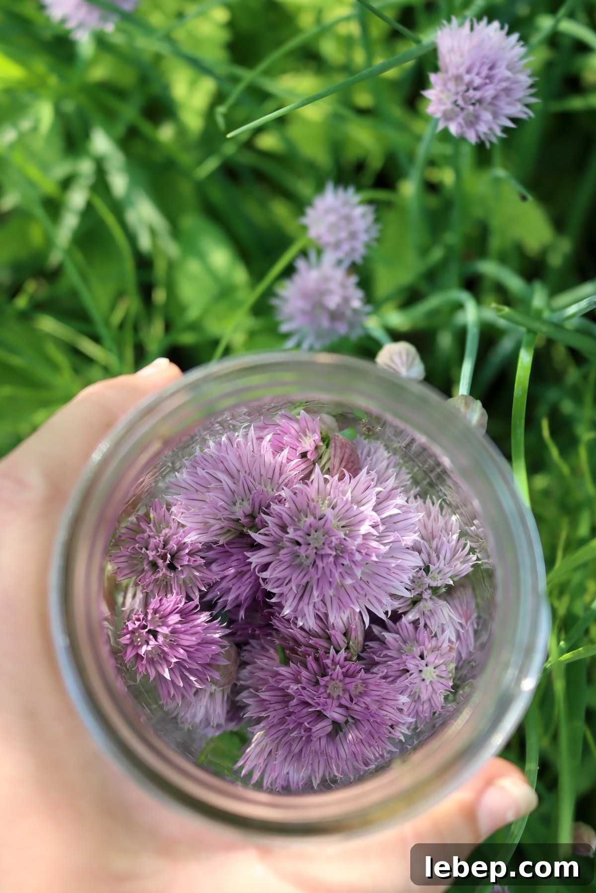 Chive Blossom Jelly: Savory Floral Preserving Recipe 3 Chive Blossoms