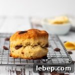 Chocolate chip scone on a cooling rack
