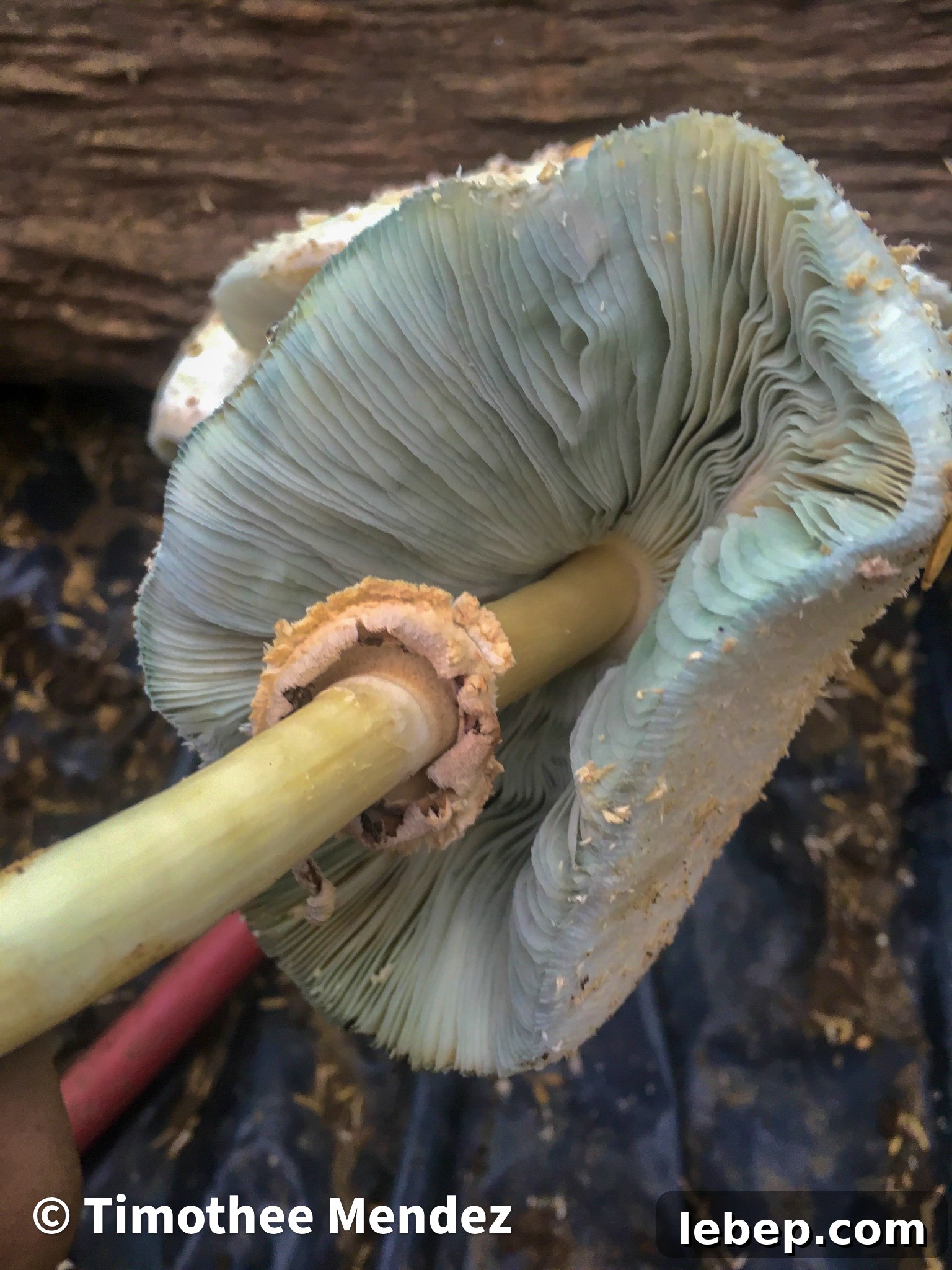 Green or blue hues in the gills means this is NOT an edible parasol!