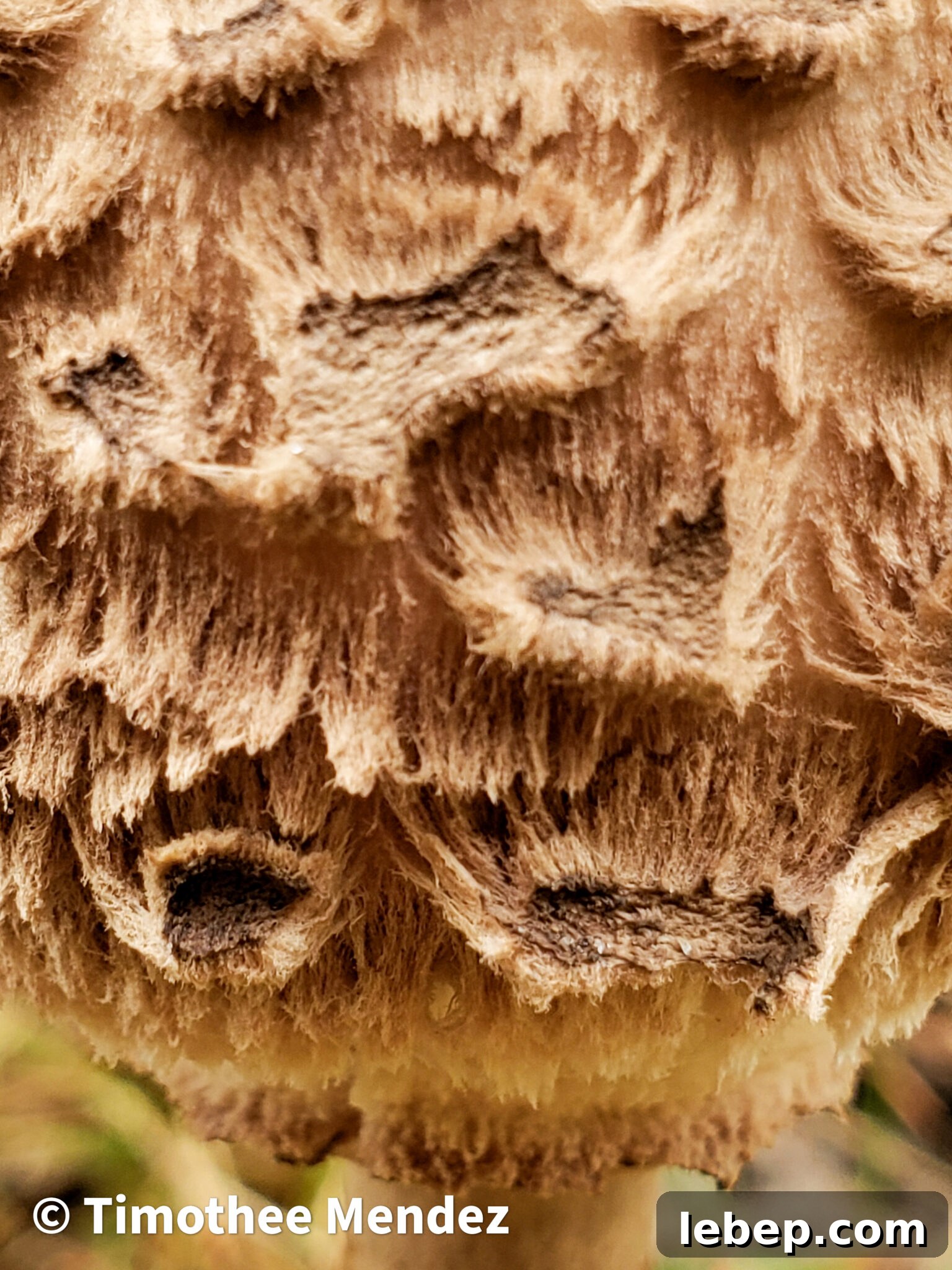 Parasol Mushroom