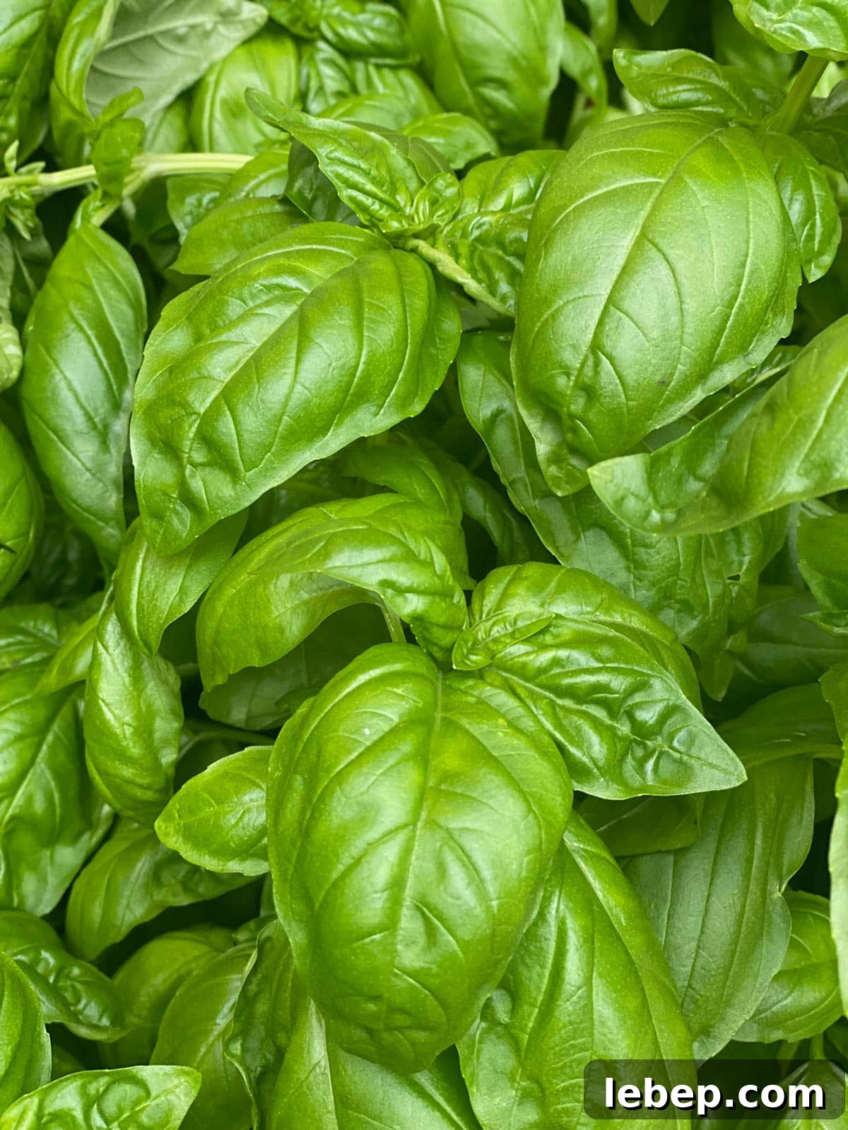 Cooking with Basil: 12 Flavorful Ways to Use Fresh Basil in Meals 2 Fresh sweet basil plant.