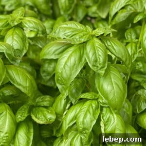 Cooking with Basil: 12 Flavorful Ways to Use Fresh Basil in Meals 13 Fresh basil leaves on plant.