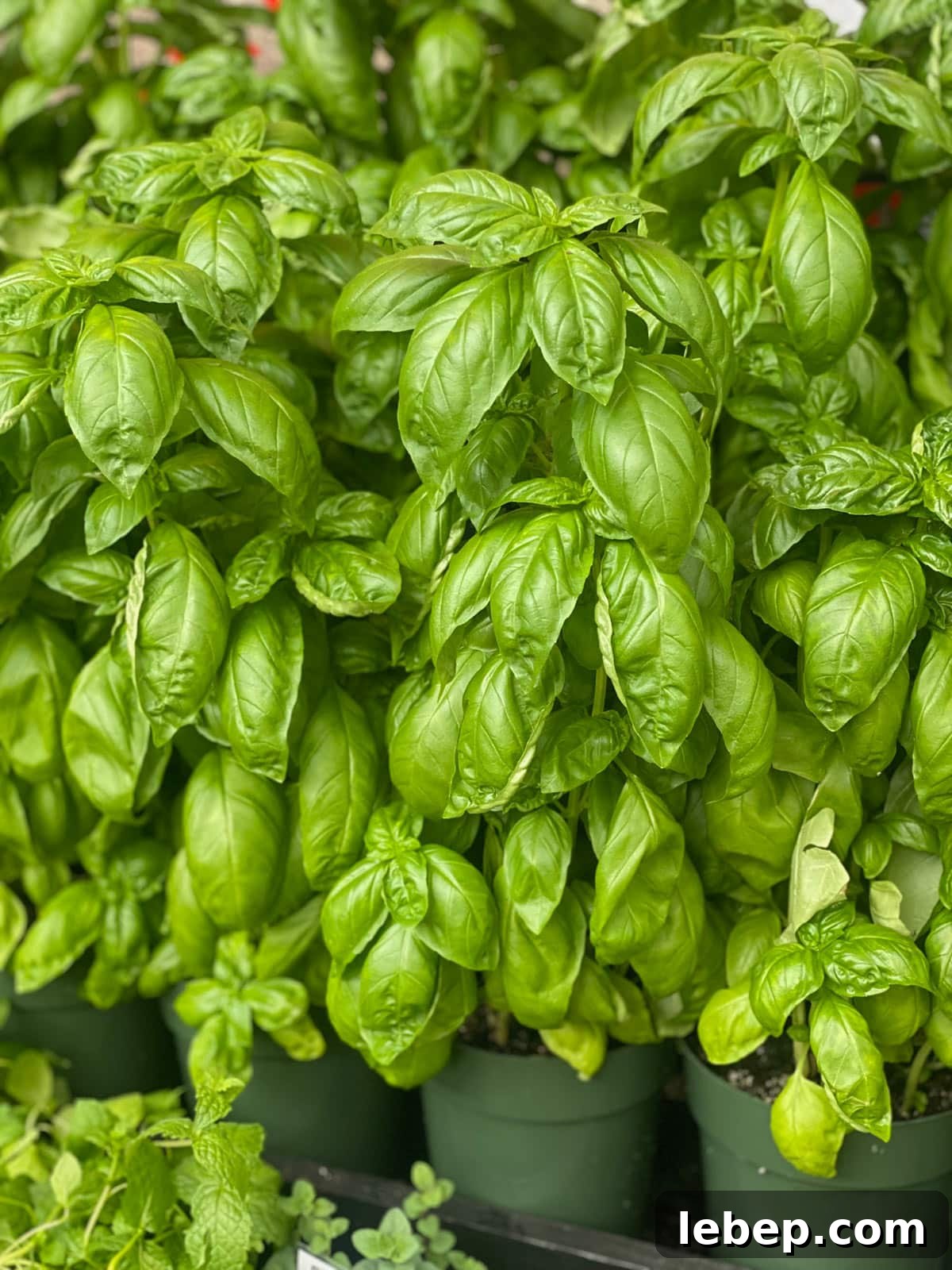Cooking with Basil: 12 Flavorful Ways to Use Fresh Basil in Meals 6 Fresh basil plants in pots.
