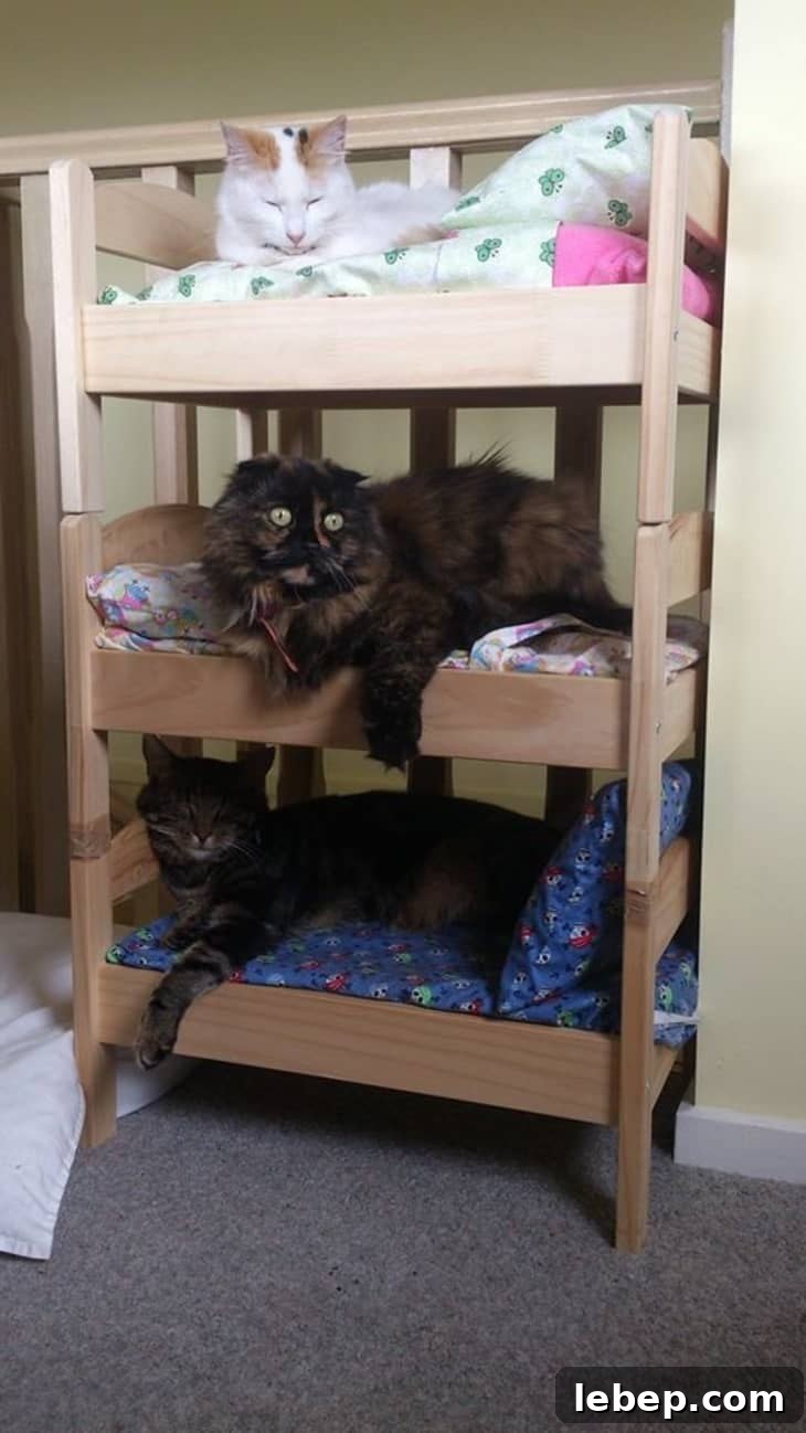 20 Clever IKEA Hacks to Delight Your Cat 17 kitty bunk bed
