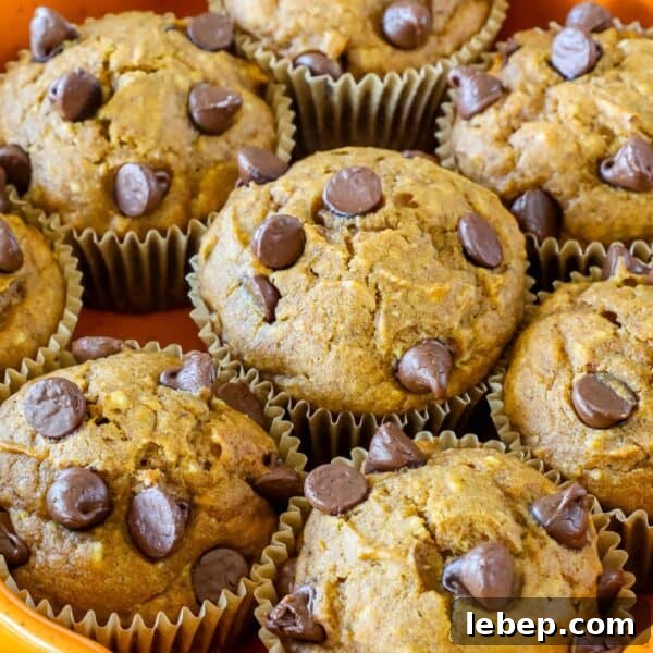 Fluffy Pumpkin Muffins with Cream Cheese Swirl 21 Muffins topped with chocolate chips arranged in a pile on a tray.