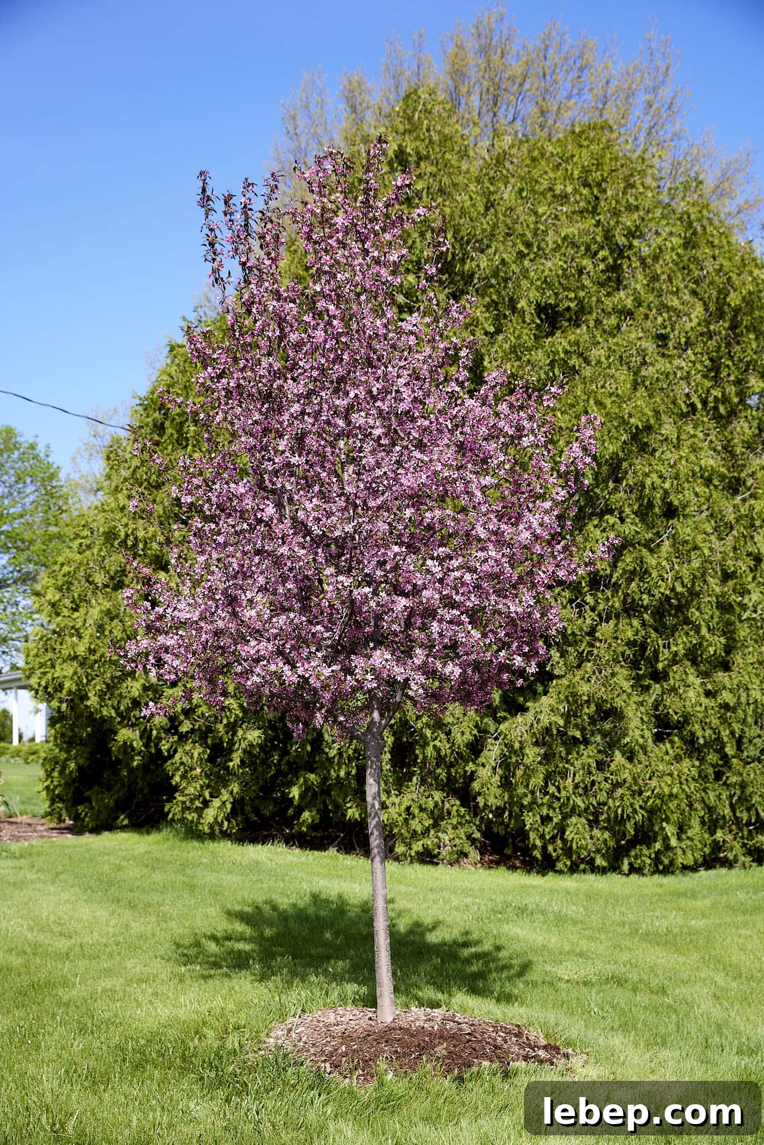 Zone 5b Planting Calendar: What to Plant by Month for Your Garden 3 Bright pink tree during the spring season.
