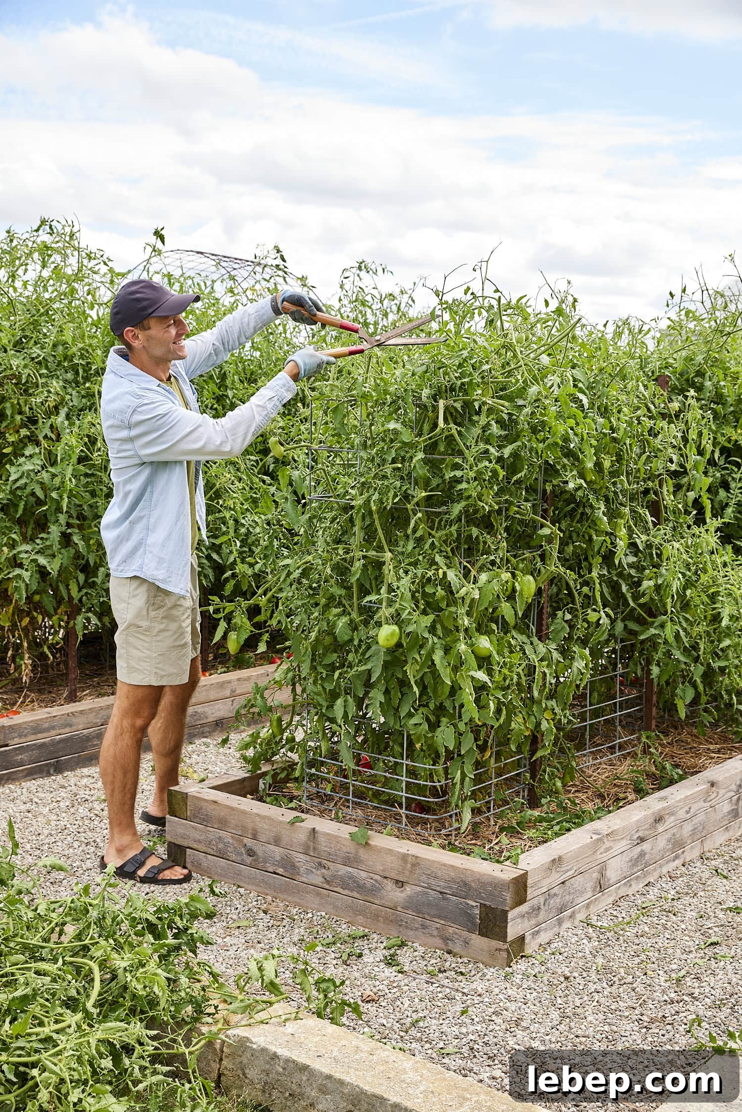 Zone 5b Planting Calendar: What to Plant by Month for Your Garden 4 Cutting back tomatoes for more growth.